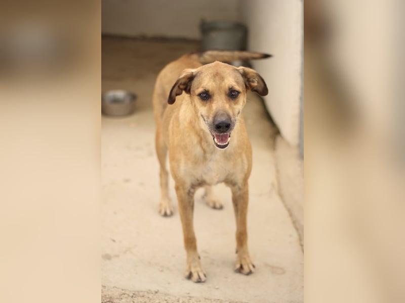 Schmusebär PINO sucht eine eigene Familie!