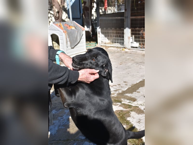 Grinsebacke LORA (Hündin) sucht eine Familie!
