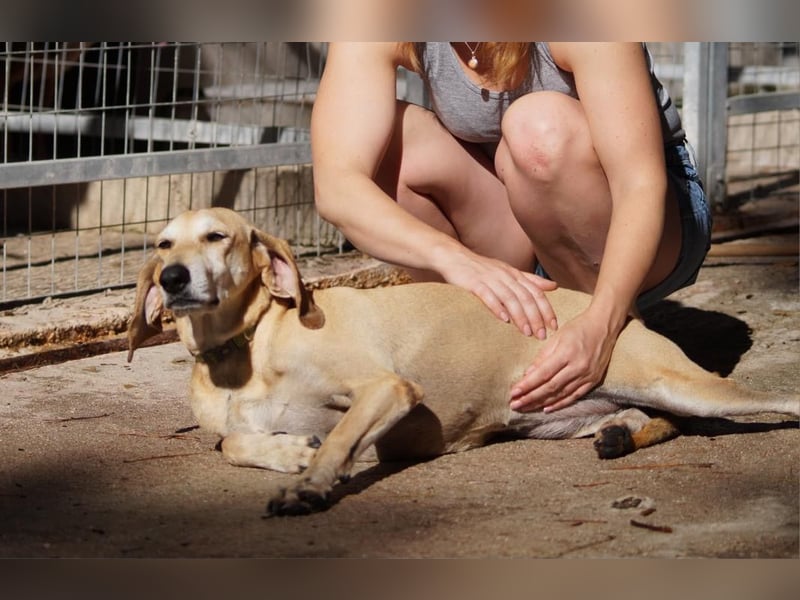 Sonnenschein auf vier Pfoten EMELY sucht eine Familie!