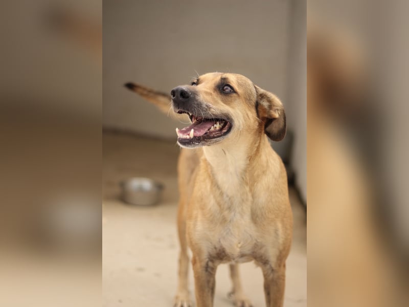 Schmusebär PINO sucht eine eigene Familie!