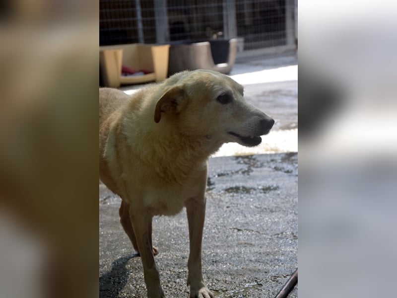 Labrador Retriever Mischling SIMON sucht eine Familie!