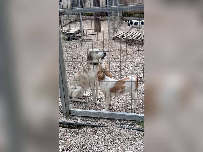 Super niedliche und liebe Grinsebacke TINE sucht eine Familie