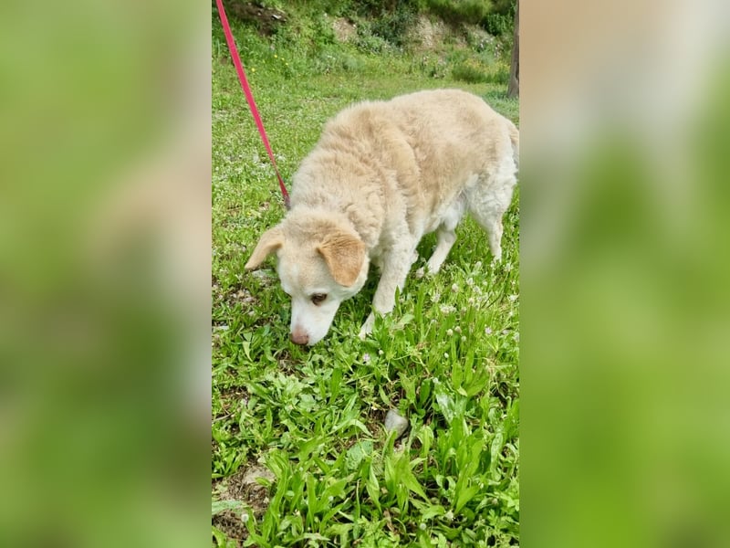 Gemütlicher und super freundlicher Hundeopi BONNIE sucht eine Familie