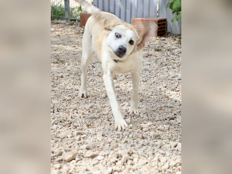 Grinsebacke TINE sucht eine Familie!