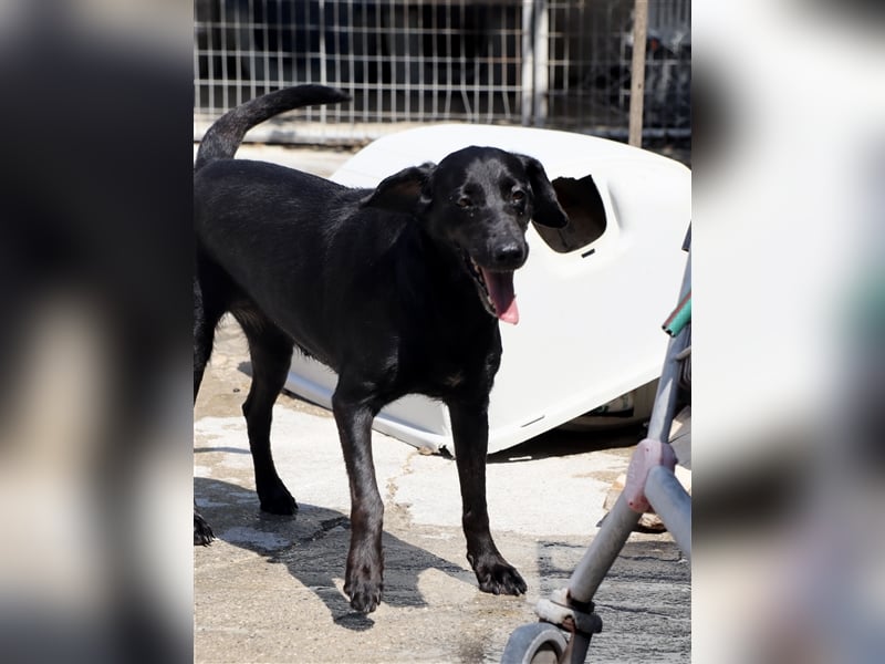 Grinsebacke LORA (Hündin) sucht eine Familie!