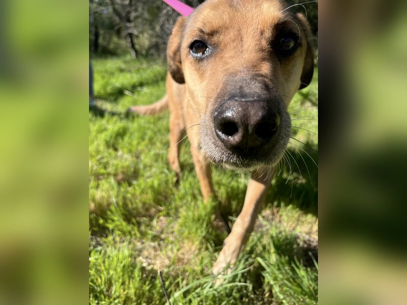 Schmusebär PINO sucht eine eigene Familie!