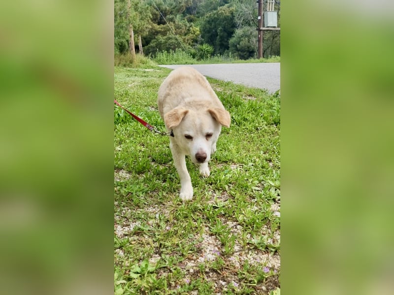 Gemütlicher und super freundlicher Hundeopi BONNIE sucht eine Familie