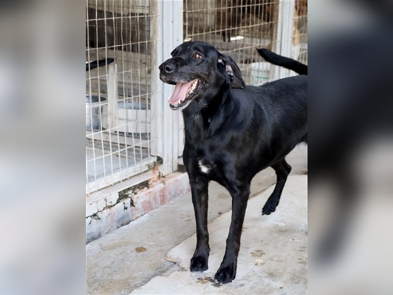 Grinsebacke LORA (Hündin) sucht eine Familie!