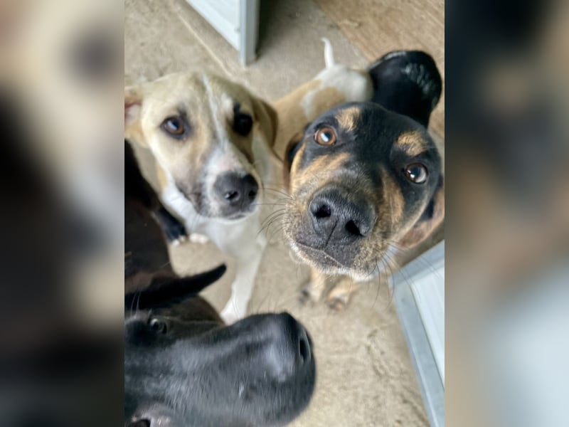 Wunderhübscher und ruhiger Grieche NERO (1 Jahr) sucht eine Familie (Frankfurt)