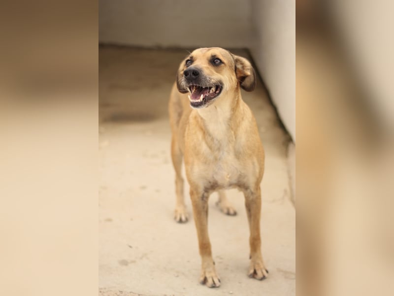 Schmusebär PINO sucht eine eigene Familie!