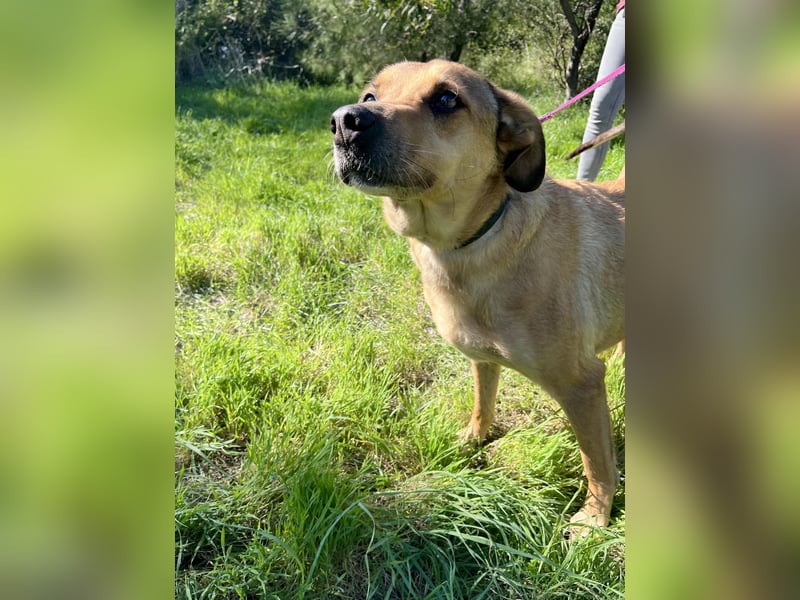 Schmusebär PINO sucht eine eigene Familie!