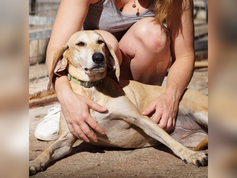 Sonnenschein auf vier Pfoten EMELY sucht eine Familie!