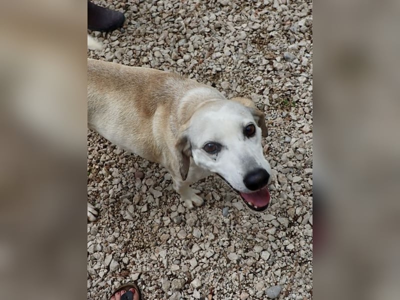 Grinsebacke TINE sucht eine Familie!