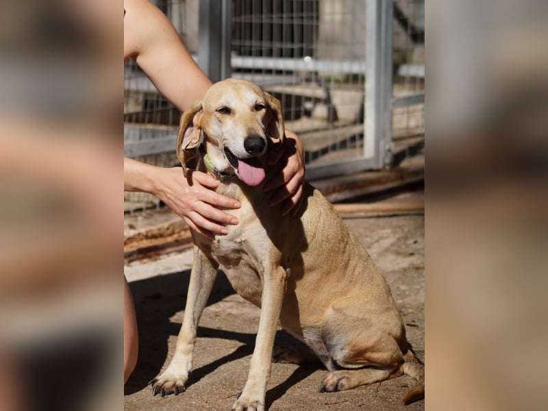 Sonnenschein auf vier Pfoten EMELY sucht eine Familie!