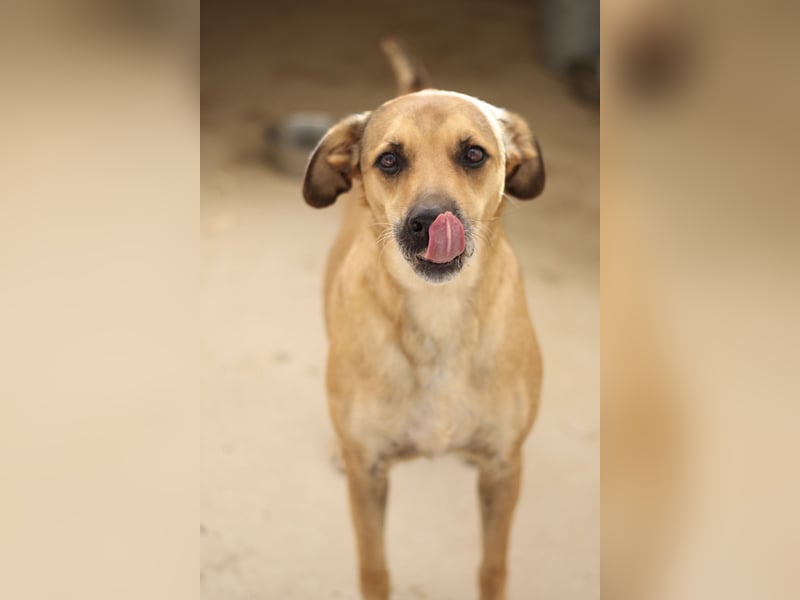 Schmusebär PINO sucht eine eigene Familie!