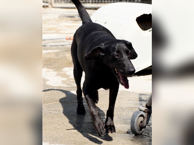 Grinsebacke LORA (Hündin) sucht eine Familie!