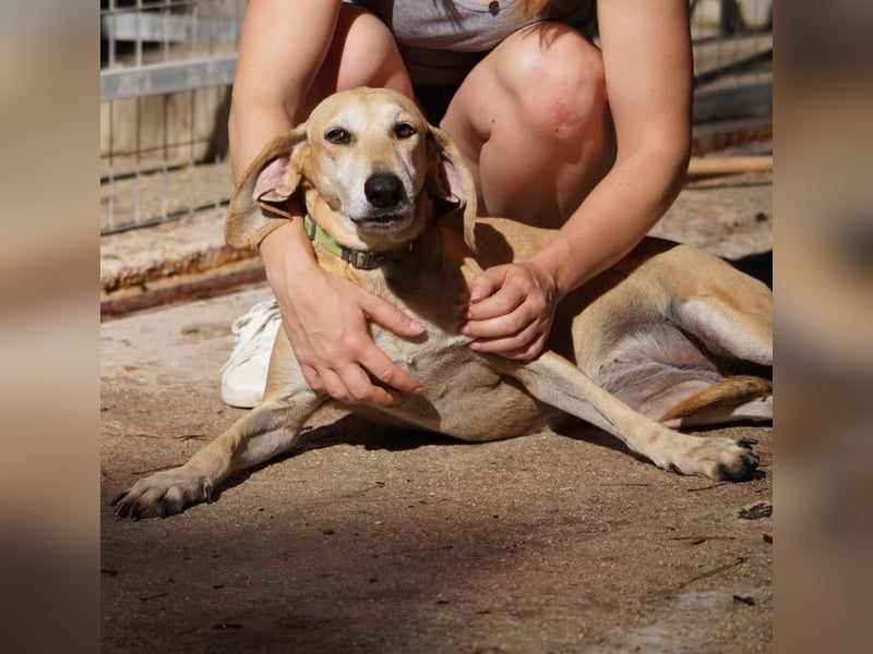 Sonnenschein auf vier Pfoten EMELY sucht eine Familie!