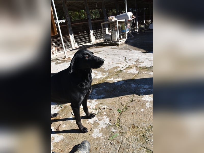 Grinsebacke LORA (Hündin) sucht eine Familie!