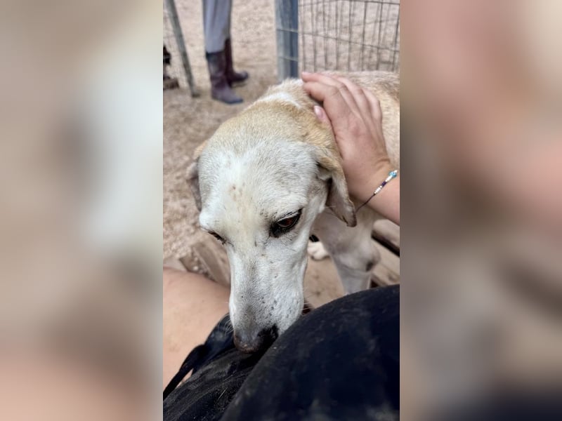 Grinsebacke TINE sucht eine Familie!