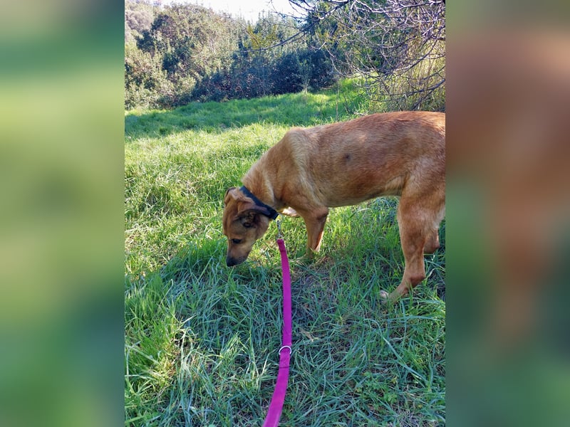 Schmusebär PINO sucht eine eigene Familie!