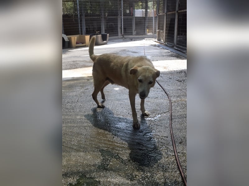 Labrador Retriever Mischling SIMON sucht eine Familie!