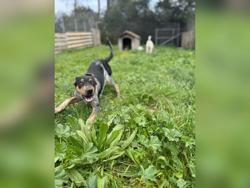 Wunderhübscher und ruhiger Grieche NERO (1 Jahr) sucht eine Familie (Frankfurt)