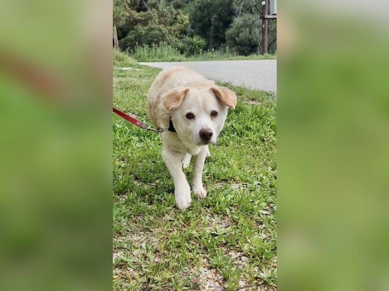 Gemütlicher und super freundlicher Hundeopi BONNIE sucht eine Familie