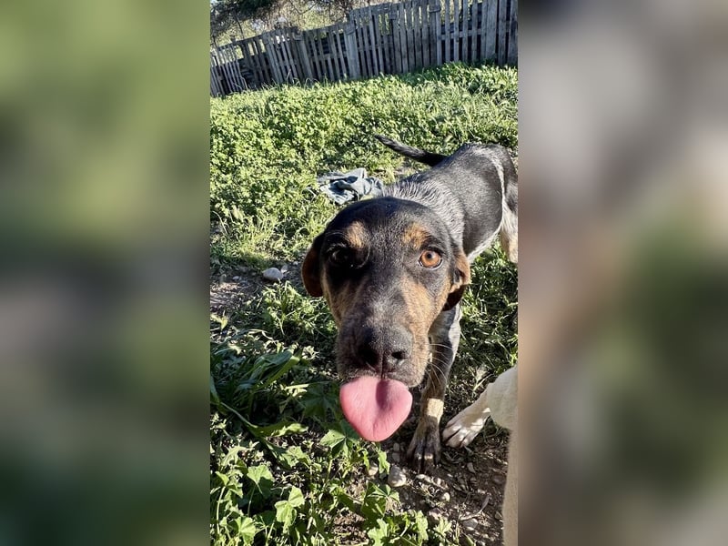 Wunderhübscher und ruhiger Grieche NERO (1 Jahr) sucht eine Familie (Frankfurt)