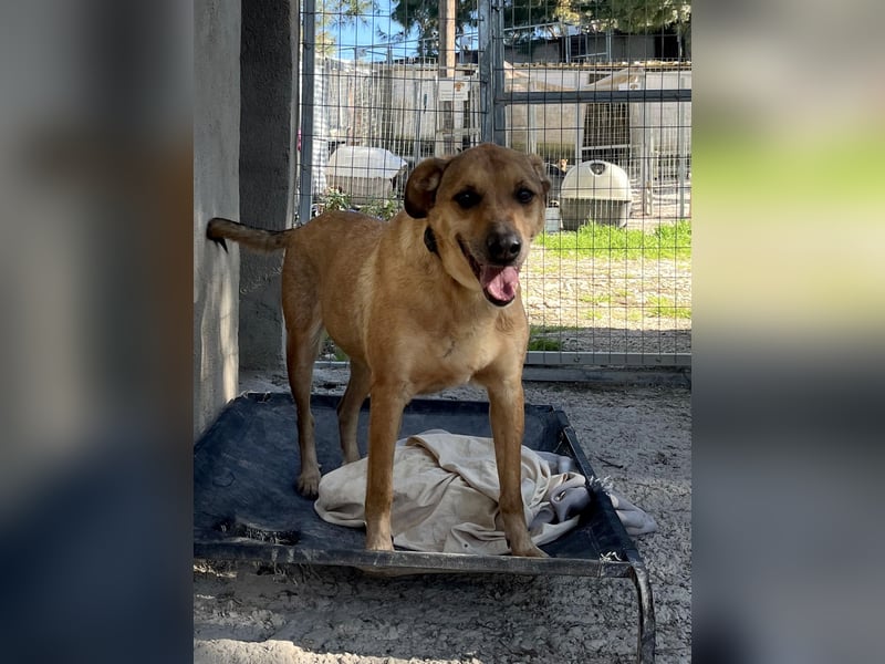 Schmusebär PINO sucht eine eigene Familie!