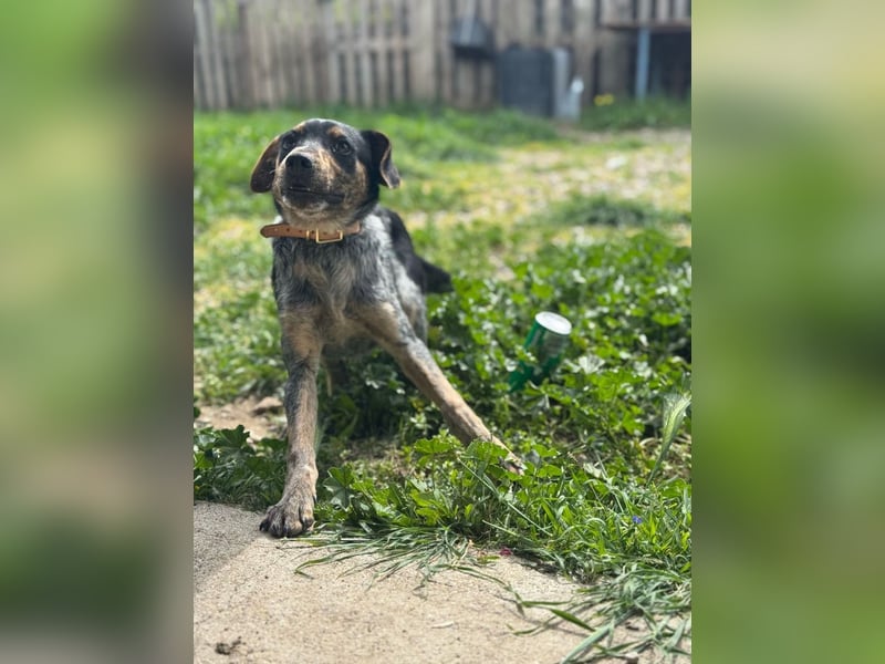 Wunderhübscher und ruhiger Grieche NERO (1 Jahr) sucht eine Familie (Frankfurt)