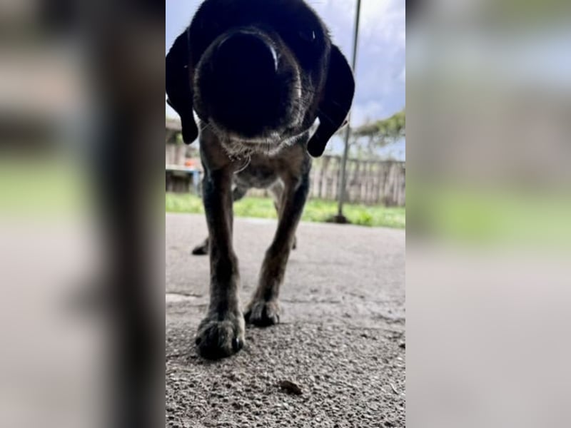 Wunderhübscher und ruhiger Grieche NERO (1 Jahr) sucht eine Familie (Frankfurt)