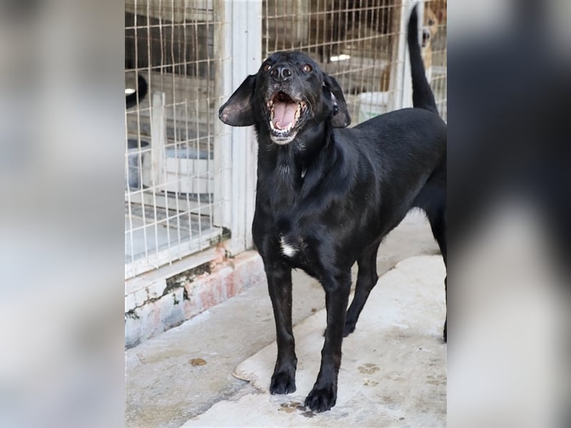 Grinsebacke LORA (Hündin) sucht eine Familie!
