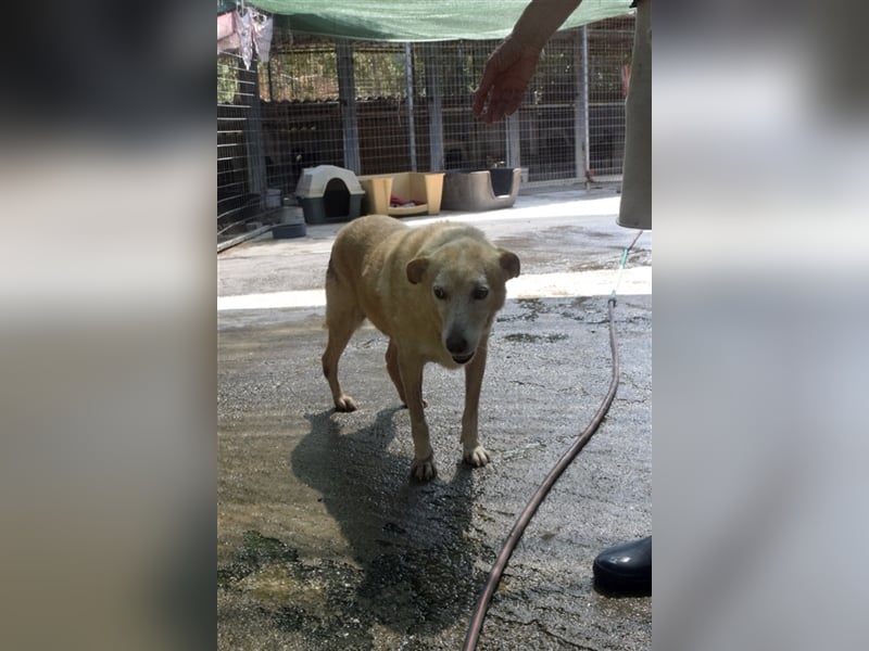 Labrador Retriever Mischling SIMON sucht eine Familie!