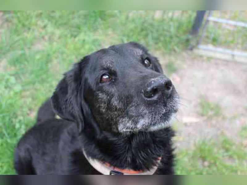 Benthley, Labrador-Mix, geb. 2014, ein lieber, ruhiger und ausgeglichener Senior