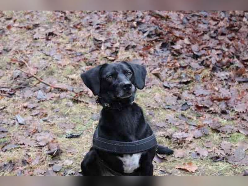 Fortuna, Labrador-Jagdhundmix, geb. 2022, aktives Dreibein, nur als Zweithund zu vermitteln