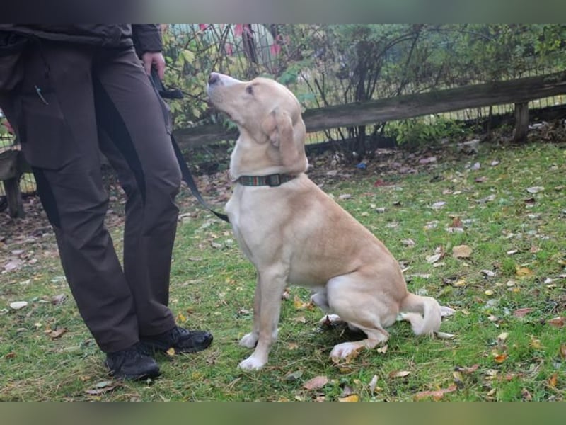 Yoko, Labrador-Beagle-Mix,geb. 2023, freundl. und lernfreudig Yoko, Labrador-Beagle-Mix,geb. 2023, freundl. und lernfreudig