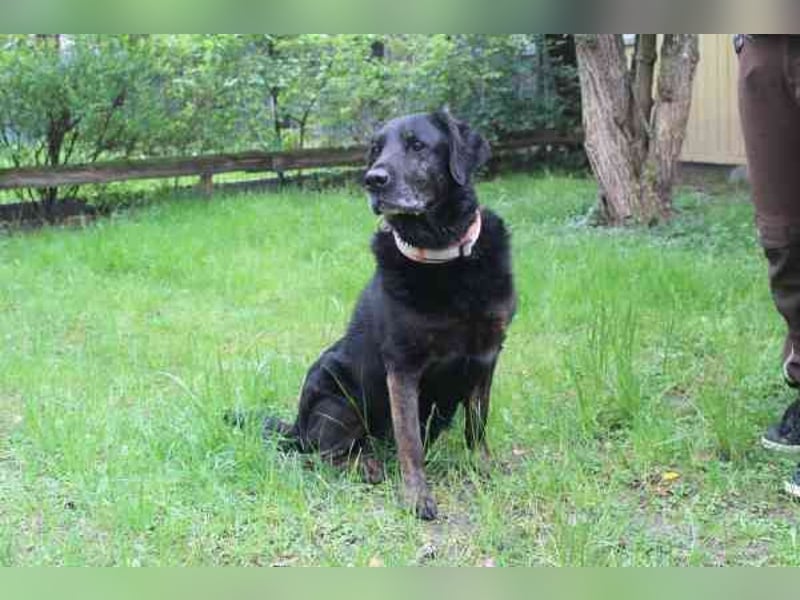 Benthley, Labrador-Mix, geb. 2014, ein lieber, ruhiger und ausgeglichener Senior