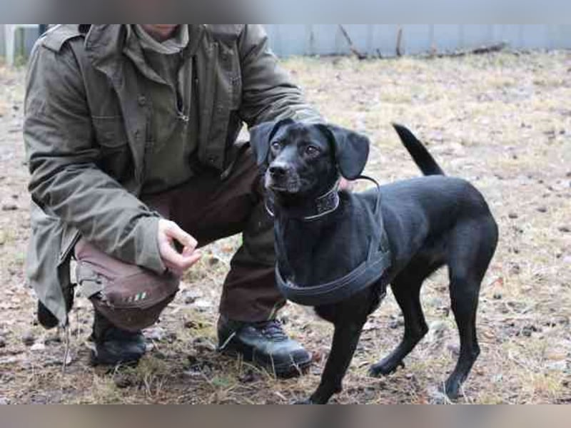 Fortuna, Labrador-Jagdhundmix, geb. 2022, aktives Dreibein, nur als Zweithund zu vermitteln