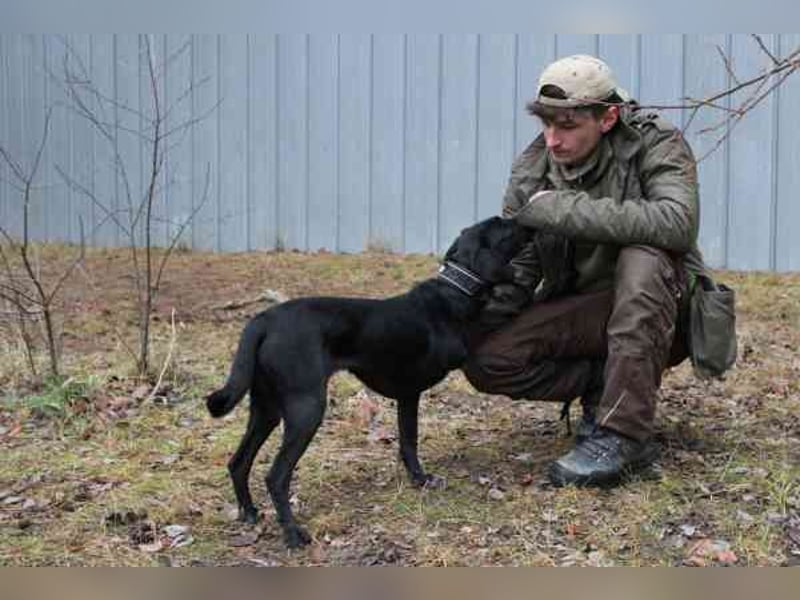 Fortuna, Labrador-Jagdhundmix, geb. 2022, aktives Dreibein, nur als Zweithund zu vermitteln