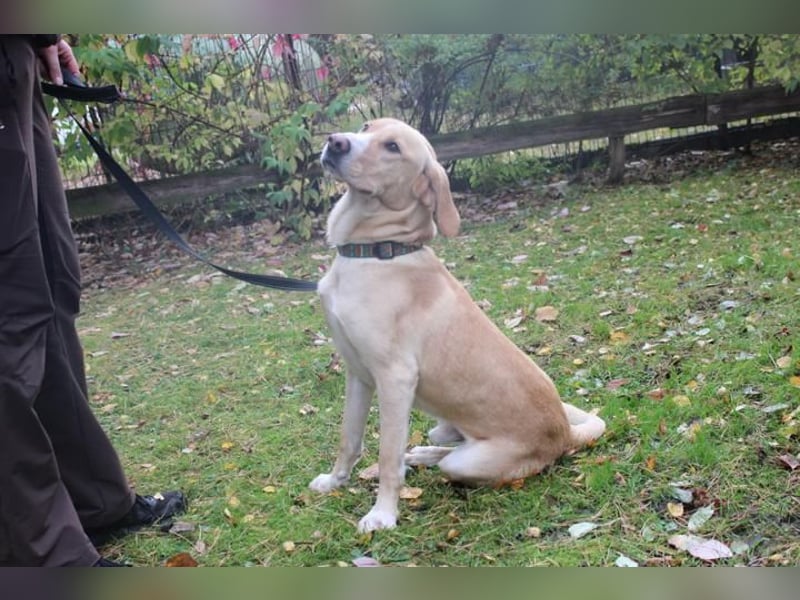 Yoko, Labrador-Beagle-Mix,geb. 2023, freundl. und lernfreudig Yoko, Labrador-Beagle-Mix,geb. 2023, freundl. und lernfreudig