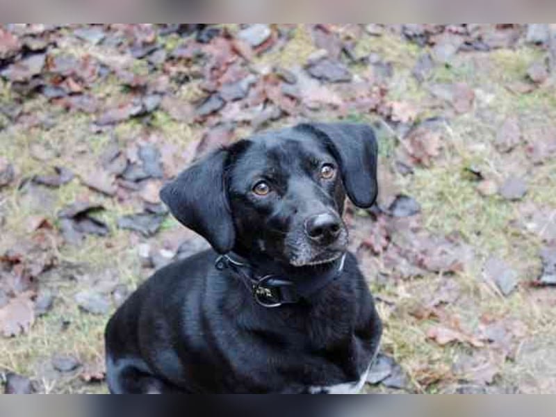 Fortuna, Labrador-Jagdhundmix, geb. 2022, aktives Dreibein, nur als Zweithund zu vermitteln