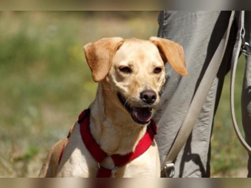 Princess, Mischling, geb. 2014, sucht hundeerfahrene, sportliche Menschen ohne Kinder Princess, Mischling, geb. 2014, sucht hundeerfahrene, sportliche Menschen ohne Kinder