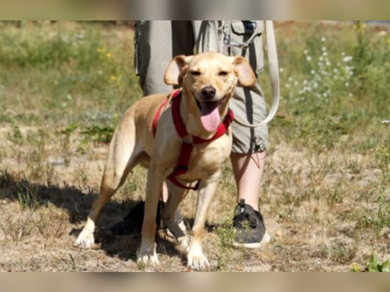 Princess, Mischling, geb. 2014, sucht hundeerfahrene, sportliche Menschen ohne Kinder Princess, Mischling, geb. 2014, sucht hundeerfahrene, sportliche Menschen ohne Kinder