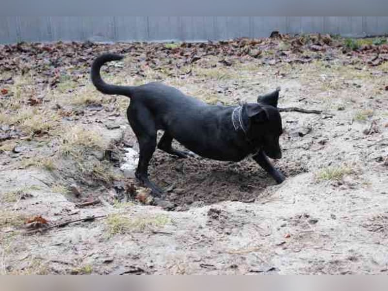 Fortuna, Labrador-Jagdhundmix, geb. 2022, aktives Dreibein, nur als Zweithund zu vermitteln