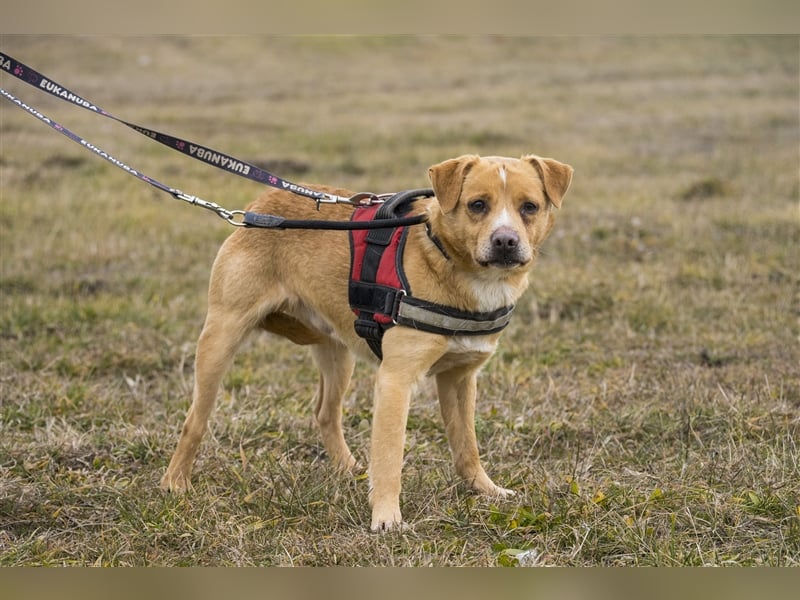 Oszi-SI sucht sicheren Hafen