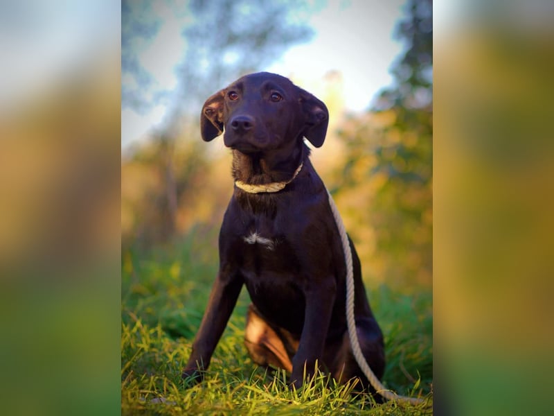 Farah VA – Clevere Junghündin mit großem Herz sucht ihre Familie