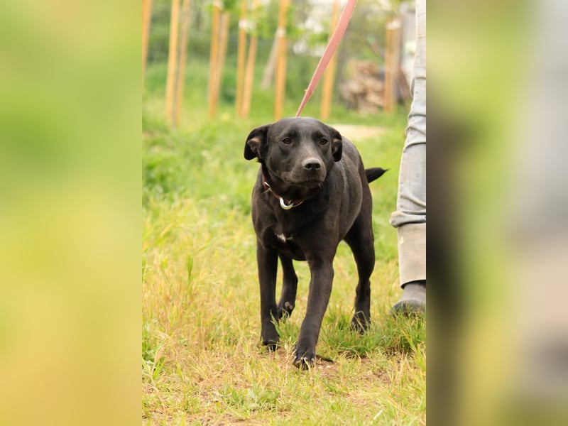 Farah VA – Clevere Junghündin mit großem Herz sucht ihre Familie