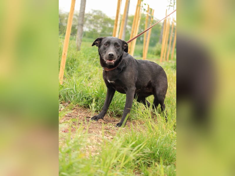 Farah VA – Clevere Junghündin mit großem Herz sucht ihre Familie