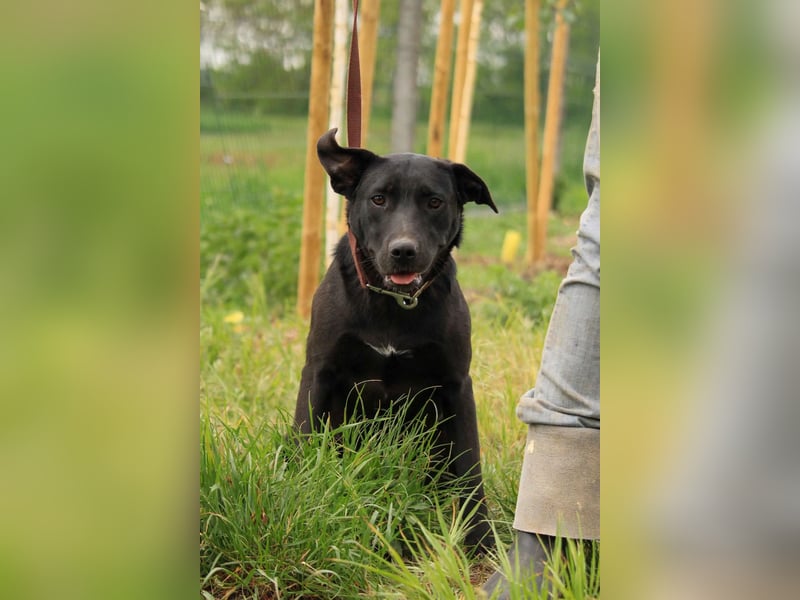 Farah VA – Clevere Junghündin mit großem Herz sucht ihre Familie