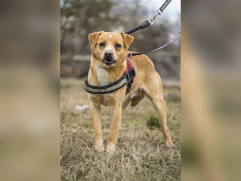 Oszi-SI sucht sicheren Hafen